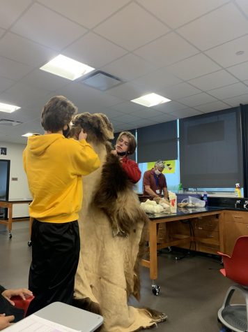 On Friday, Oct. 29, Seniors Brock Paluch and Jacob Buysse hold up a bear skin brought by a guest speaker taxidermist in a sixth period zoology class.